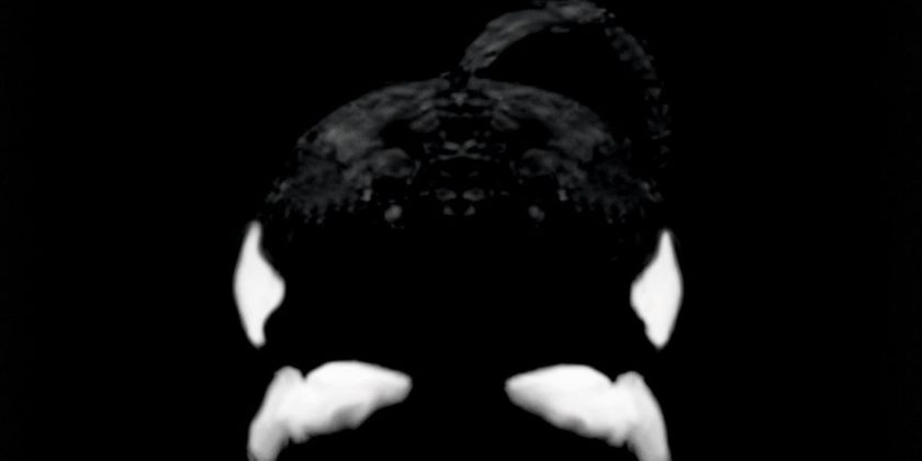 BlackFish_Plakat_A1 (1)