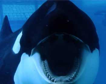 Blackfish-whale-mouth