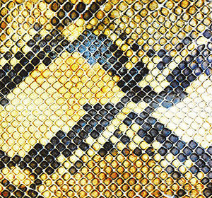 amazingsnakeheads_LP_II