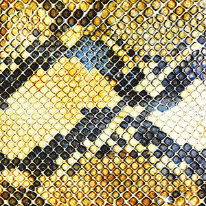 amazingsnakeheads_LP_II