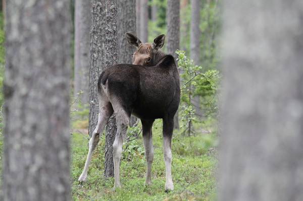 metsän tarina