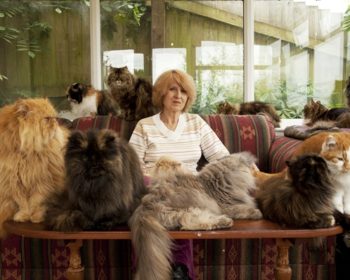 Sub.doc: Lemmikkien hamstraajat. (Pet hoarders) Ohjelmassa esitellään ihmisiä, joille on muodostunut pakkomielle eri eläimistä. Marlenella on 40 näyttelykissaa, joista osan hän on perinyt äidiltään. Deb pelasti joukon kanoja maatilalta, ja on pitänyt niistä huolta siitä asti. Matt puolestaan pitää matelijoista. Brittiläinen dokumentti. SUB.

Kuvassa Marlene.