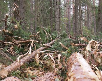 Suomi aikoo selviytyä EU:n kiristyvistä päästövähennysvaatimuksista
metsien avulla. Kriitikoiden mielestä puun polton lisääminen
vaarantaa ilmastotavoitteiden saavuttamisen.