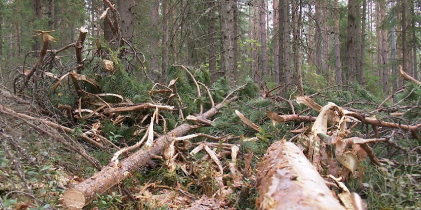 Suomi aikoo selviytyä EU:n kiristyvistä päästövähennysvaatimuksista
metsien avulla. Kriitikoiden mielestä puun polton lisääminen
vaarantaa ilmastotavoitteiden saavuttamisen.