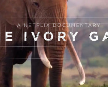 theivorygame3