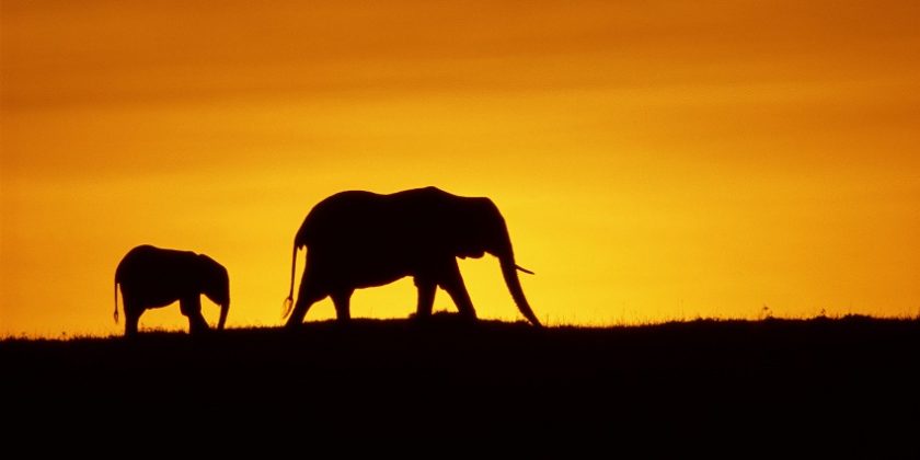 Silhouette of African elephant cow and calf walking on the horizon at sunrise