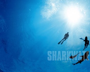 sharkwater