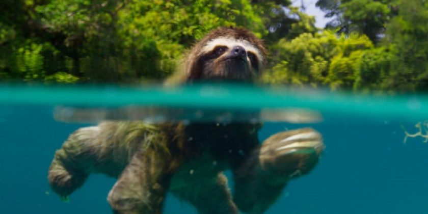 Sloths are adept swimmers, as this pygmy three-toed sloth demonstrates. Found only on the tiny island of Escudo de Veraguas, Panama, the pygmy sloth is the smallest of all sloth species and is considered endangered.