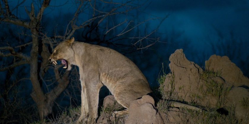 A female lion stretching before setting off on the hunt. (Photo: National Geographic/ Jeandre Gerding)