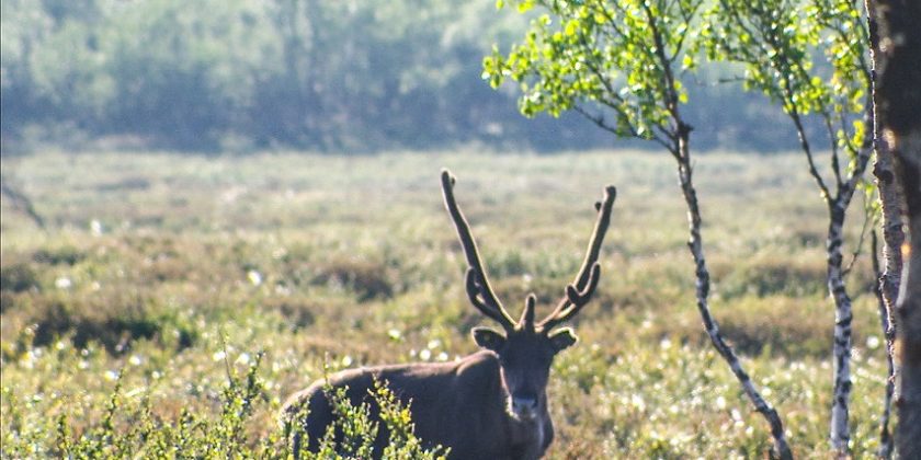 Suomessa poronhoito on tärkeä tulonlähde varsinkin pohjoisimmassa Lapissa.
-- Uula Kuvaja/Yle